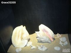 -亚龙湾中心广场·贝壳馆