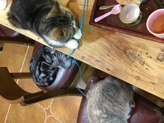 -李小姐の猫咖啡馆(五角场店)