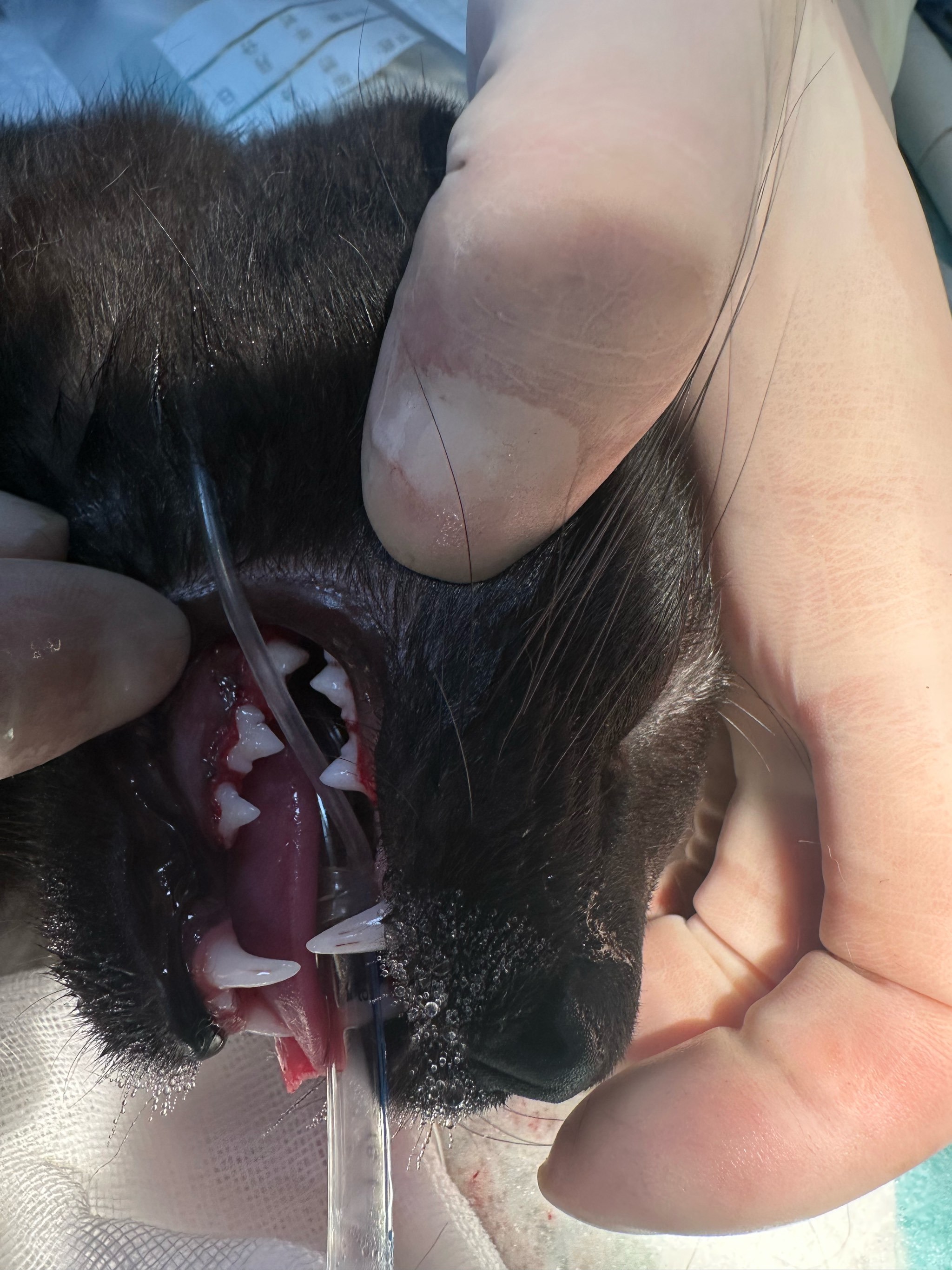 猫青年性牙龈炎(牙龈增生切除)