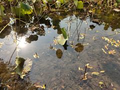 -面包新语(上地华联店)