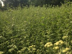 -永定河休闲森林公园