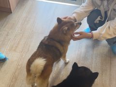 -南京Hallo宠物乐园·哈罗犬舍·柴犬繁育基地