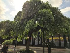 -金鼎轩(方庄天坛店)
