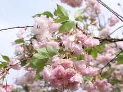 -花开海上生态园