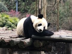 -都江堰中华大熊猫苑