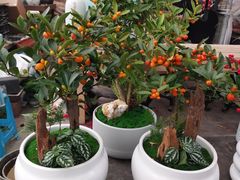 -龙大花卉苗木市场