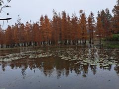 -白鹭湾湿地公园