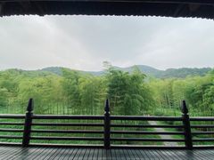 -大唐贡茶院