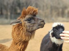 -济南野生动物世界