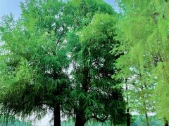 -南宁良凤江国家森林公园