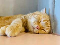 -猫儿山۰猫主题餐厅