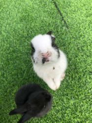 -萌宠亲子动物乐园(槐房万达店)