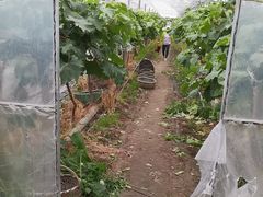 -马陆小张葡萄园农家乐