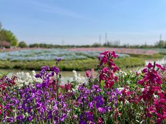 -花开海上生态园