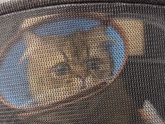-瑞派康怡24h宠物医院·犬猫医疗中心·微创绝育(瑞景分院)