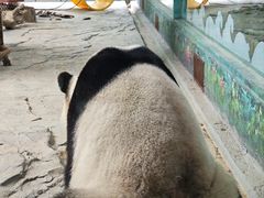 -灵玲国际马戏城