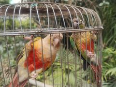 -南宫五洲植物乐园