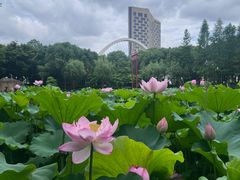 -陈家山荷花公园