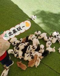 -萌宠亲子动物乐园(槐房万达店)