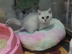 -糯米喵星人总部直营旗舰店·猫舍·幼猫出售