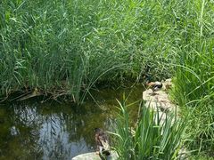 -海淀公园