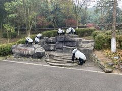 -都江堰中华大熊猫苑