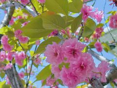 -高东镇樱花园