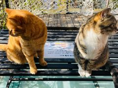 -喵屿·大理花园猫咖