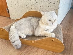 -有猫主题·治愈系猫咖(曾厝垵店)