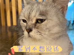 -more than meow吴止猫主题餐厅(承德 中船汇店)