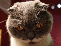 -猫色咖啡·猫咖