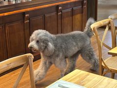 -沏点Trattoria意大利餐厅(新街口店)