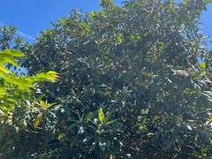 -塘栖枇杷特色园区