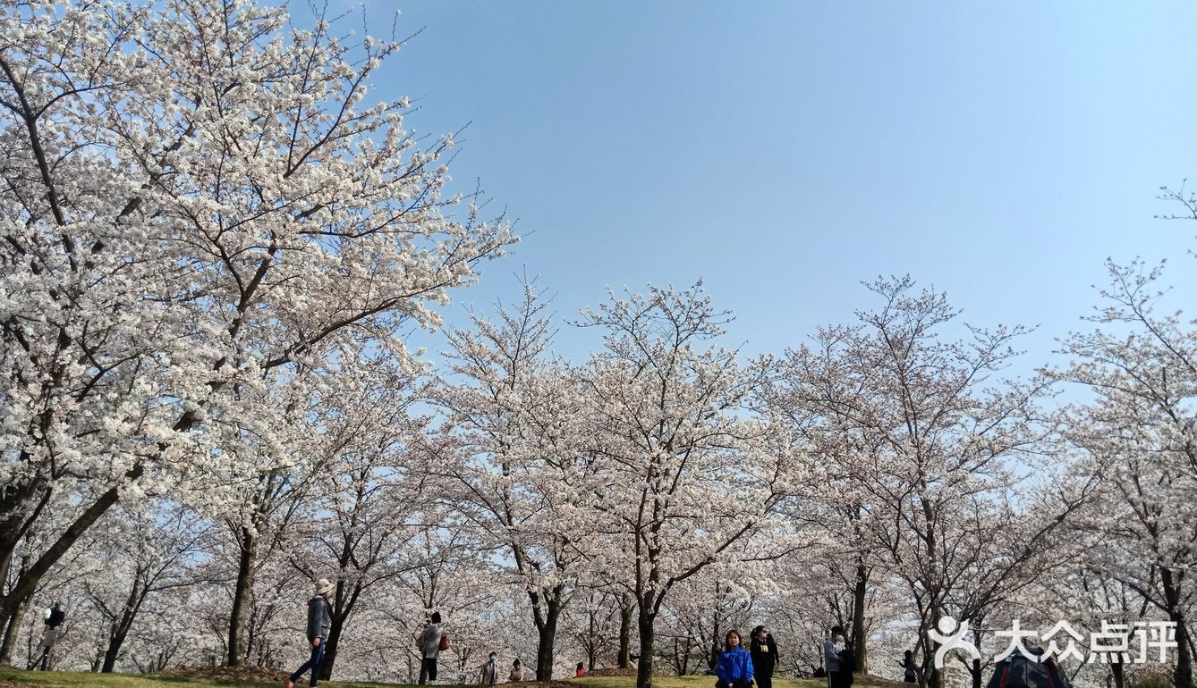 顧村公園的櫻花