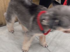 -安安宠医宠物医院·异宠·犬猫内科(岳阳分院)