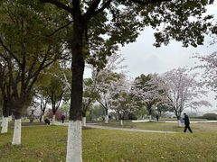 -羊山湖公园