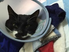 -爱侣宠医·鹦鹉专科·小型哺乳类·异宠专科(灵石路店)