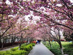 -高东镇樱花园