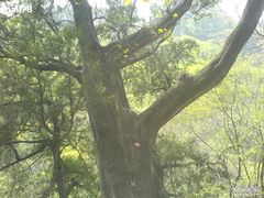-北京上方山国家森林公园