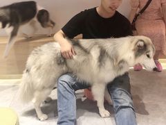 -Husky Go! 哈士奇体验馆·宠物咖啡厅狗咖