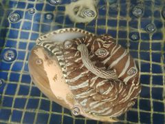 -欢乐海岸美食联盟