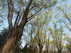 -洨河生态公园