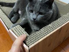 -关爱宠物医院·猫科中心·消化科(滨湖万达分院)