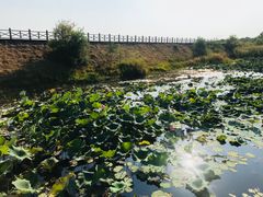 -鄱阳湖国家湿地公园