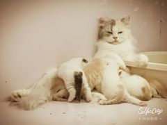 -喵的天空名猫咖啡馆·撸猫·猫舍·用品