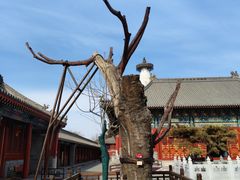 -妙应寺白塔