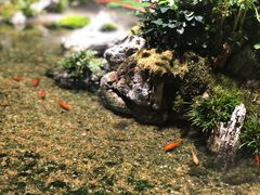 -森味薪火烧•烧鸟居酒屋•日本料理(望京店)