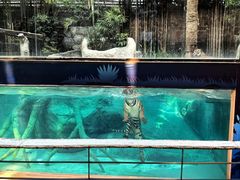 -清迈夜间动物园