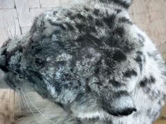 -青藏高原野生动物园