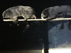 -清迈夜间动物园